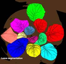 clip_image010.jpg Macintosh HD:Users:changqingyu:Desktop:leaf segmentation.jpg