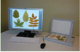 WinFOLIA 多用途叶面积仪